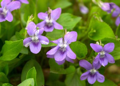Growing wild common violet plant (wood violet, viola odorata, dog wild violet, viola hirta, viola&hellip;